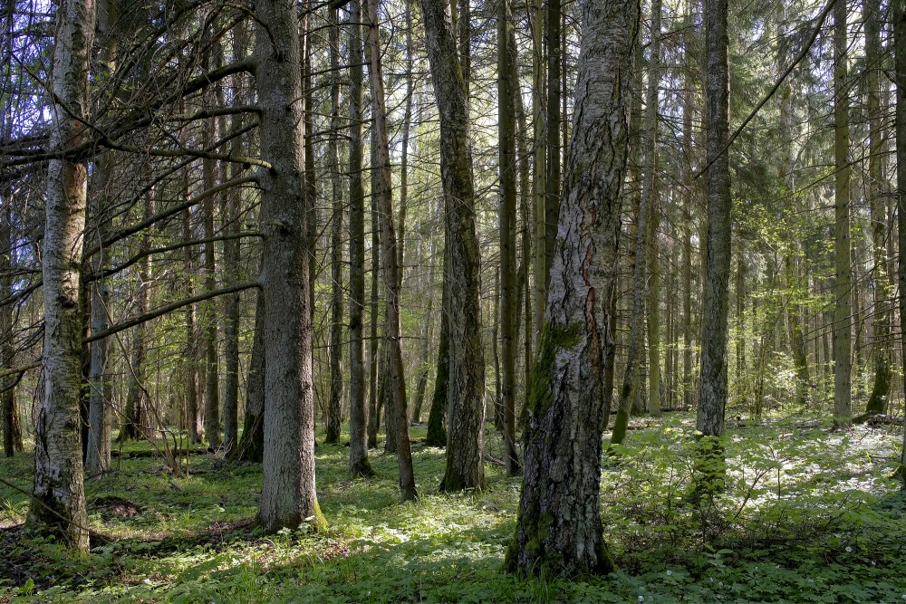 Nature preserve "Ukru gārša"