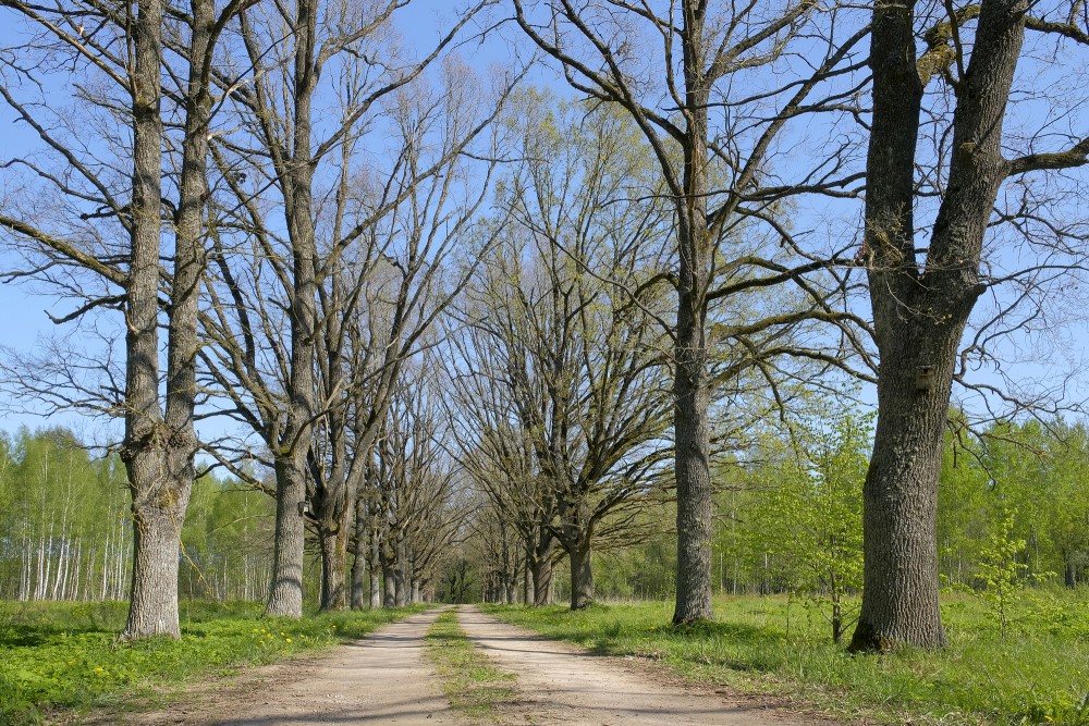 Aleja pavasarī Aleja pavasarī