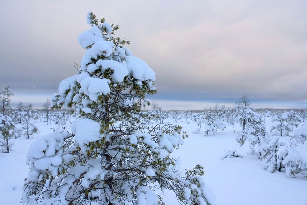 Tīrspurvs Bog In Winter 