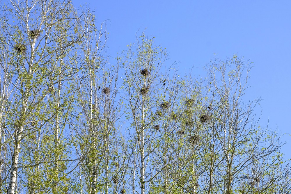 Putnu ligzdas bērzos