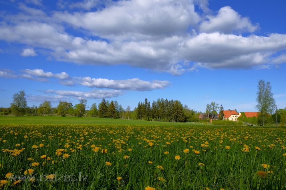 Ugāles ainava, pieneņu pļava un zilas debesis ar mākoņiem