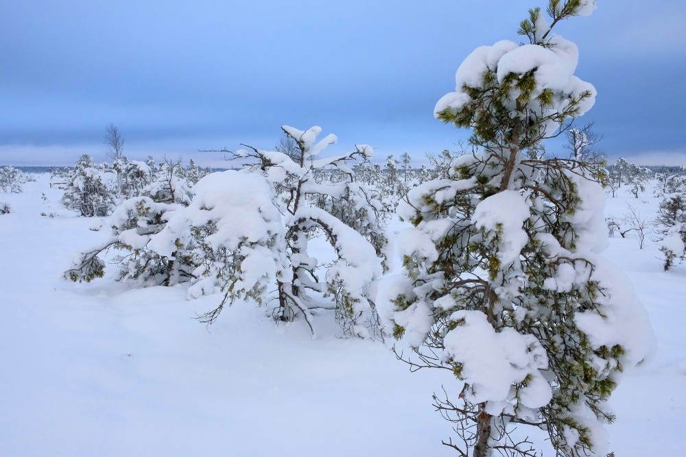 Tīrspurvs Bog In Winter 
