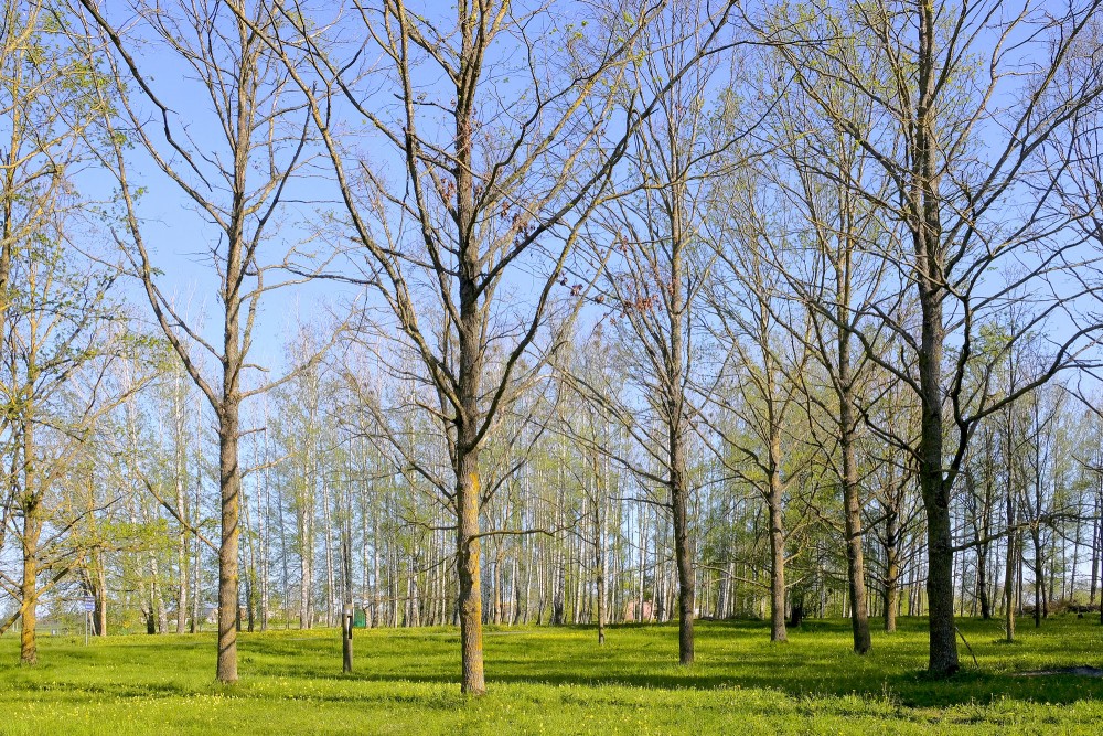 Pavasara ainava Pavasara ainava