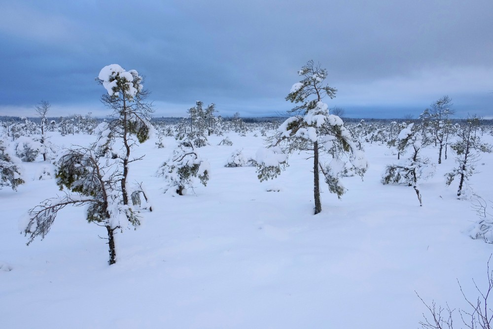 Tīrspurvs Bog In Winter 