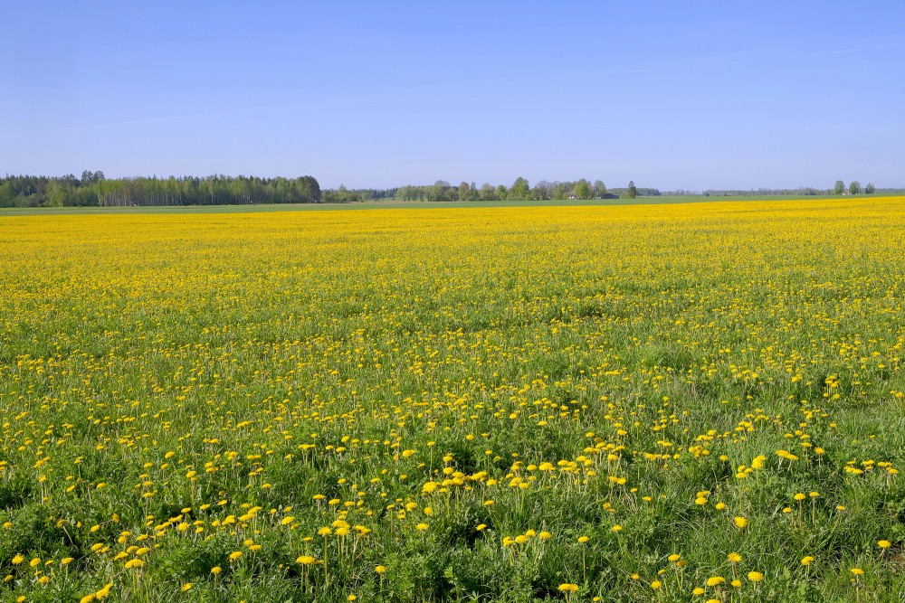 Ziedošu pieneņu lauks