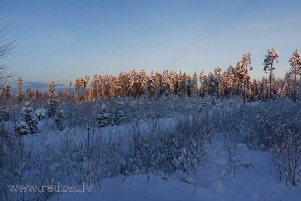 Apsnidzis mežs ziemas rītā