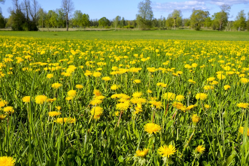 Common Dandelion Meadow