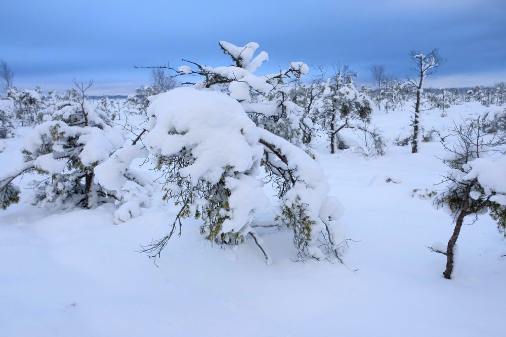 Tīrspurvs Bog In Winter 