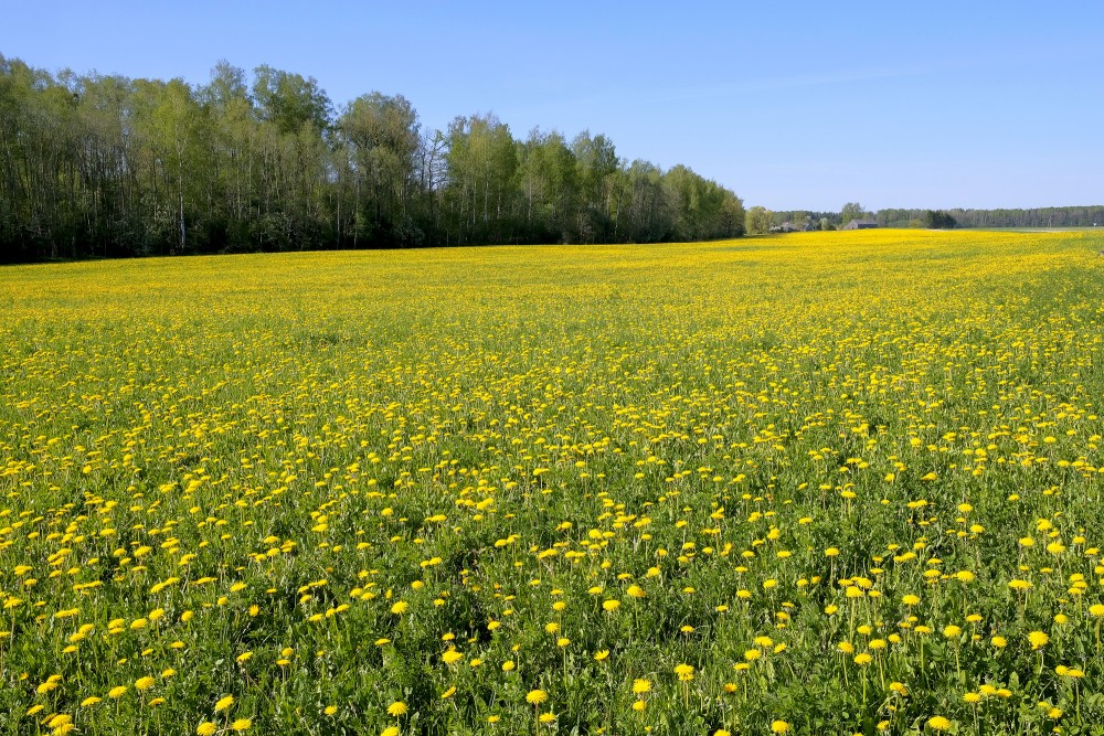 Pļava ar ziedošām pienenēm