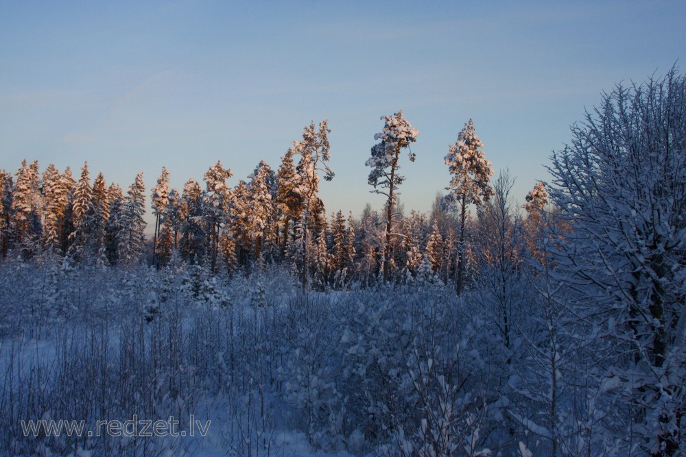 Apsnidzis mežs ziemas rītā