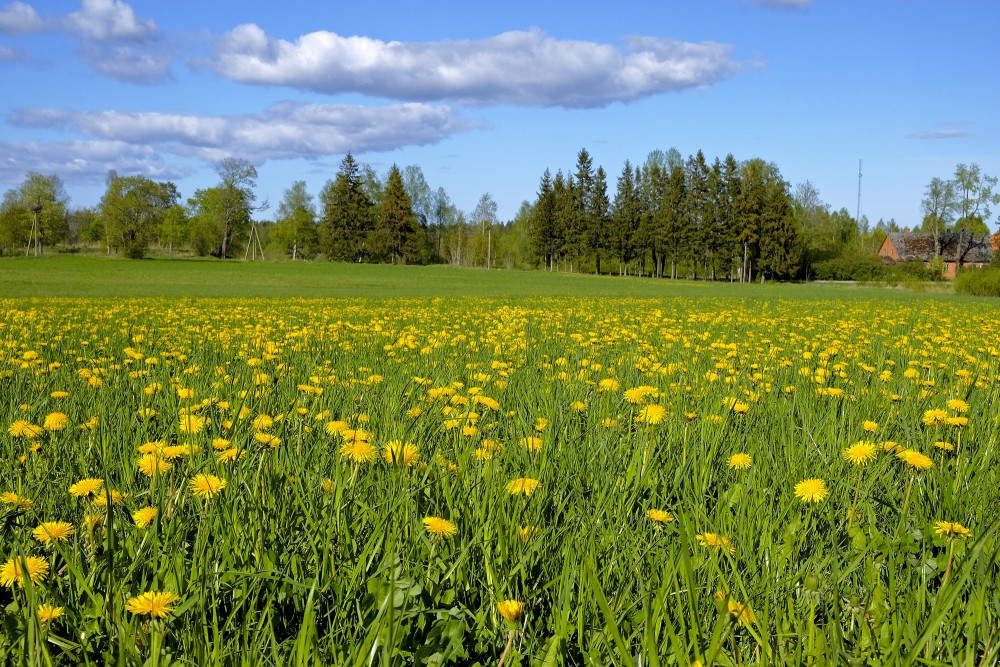 Lauku ainava ar pieneņu pļavu, mākoņi