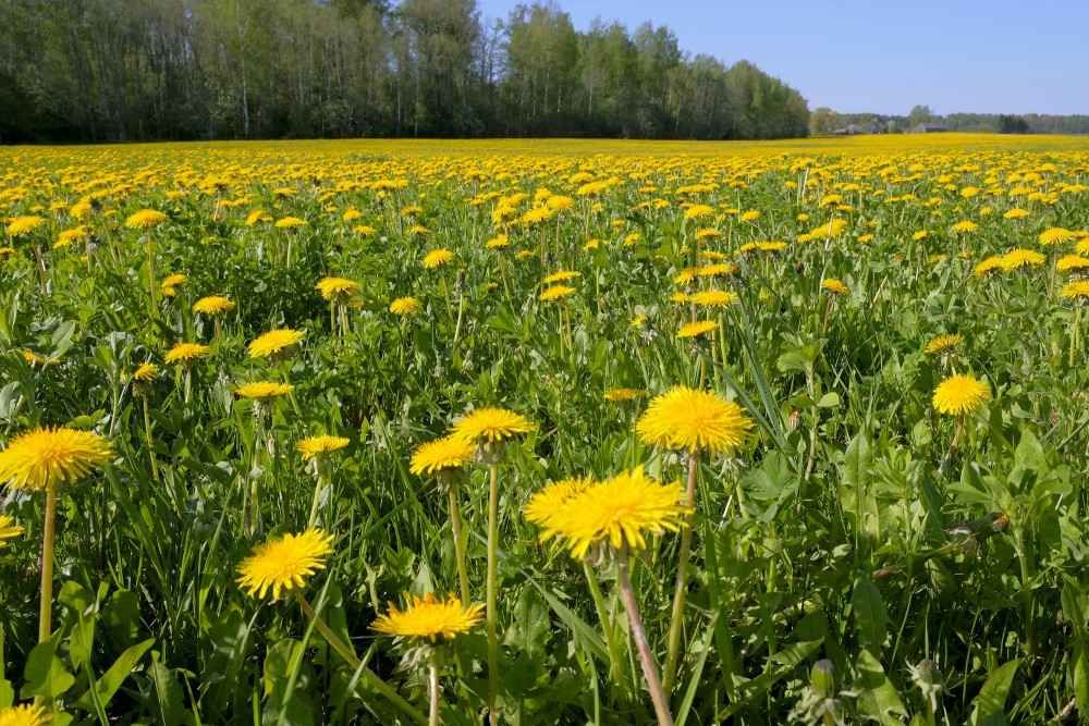 Landscape with Dandelions