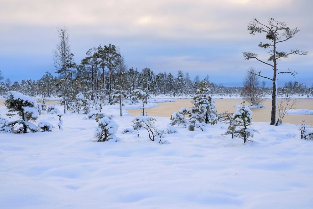 Tīrspurvs Bog In Winter 