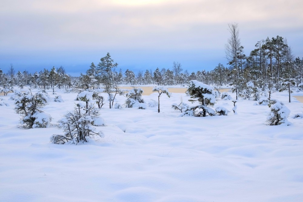 Tīrspurvs Bog In Winter 
