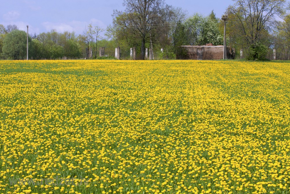 Dandelion Meadow