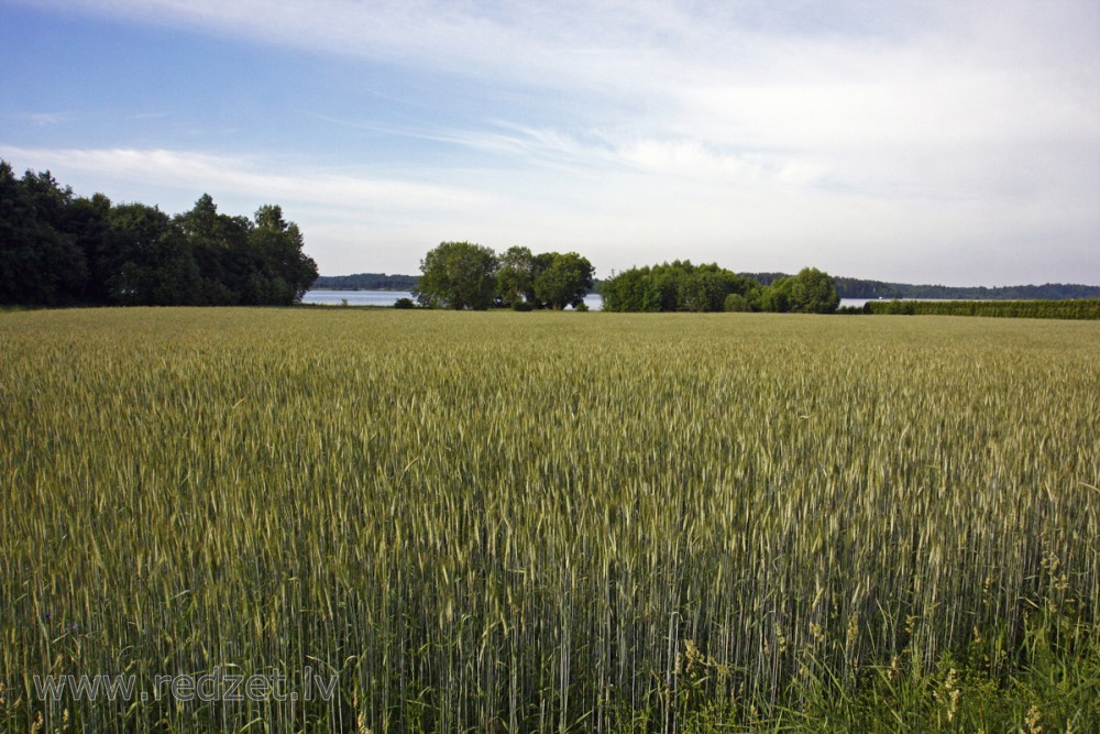 Landscape with Rye Field