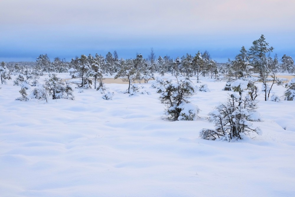 Tīrspurvs Bog In Winter 
