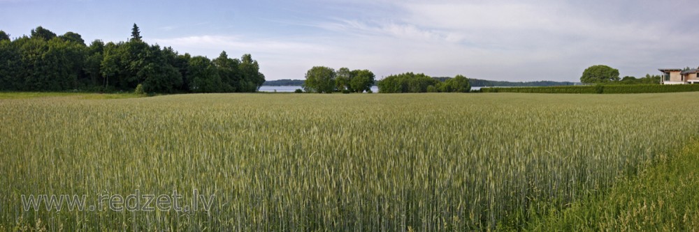 Landscape with Rye Field