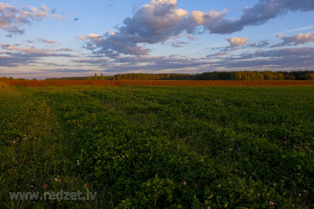 Āboliņa lauks vakara gaismā