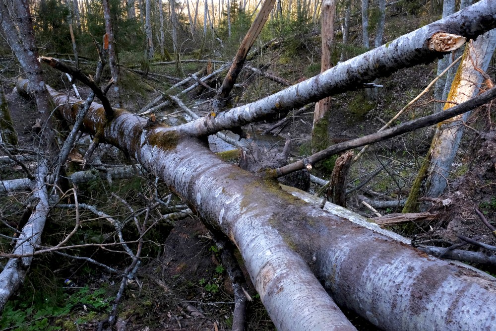 Beaver Gnawing Tree