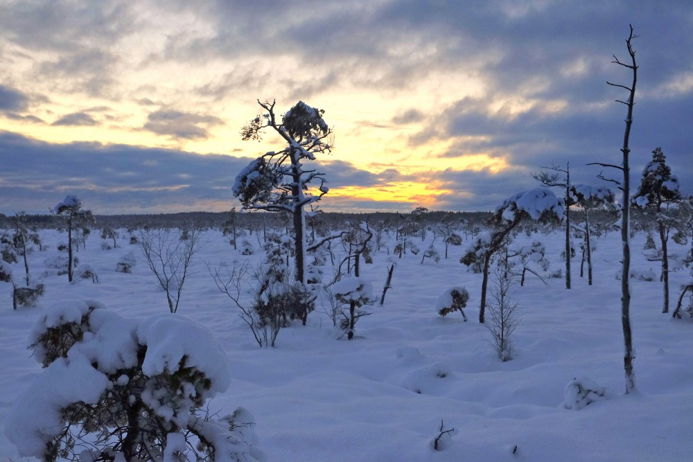 Tīrspurvs Bog In The Winter Evening