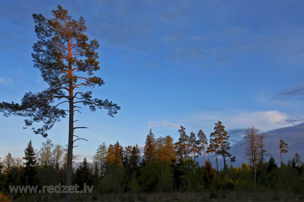 Beautiful Evening Scenery, Pine Tree