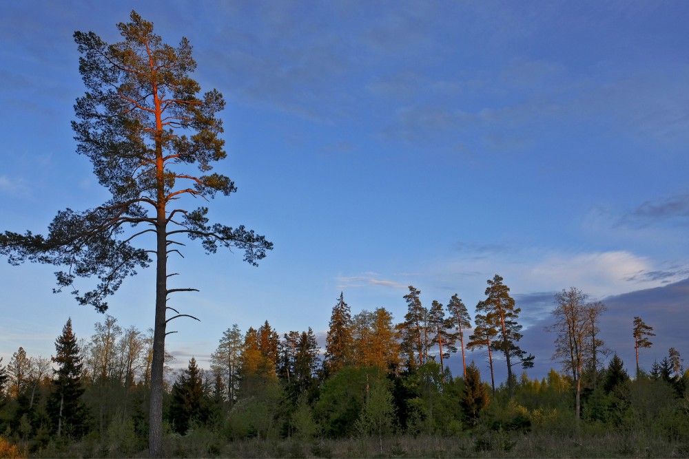 Vakara ainava ar priedi Vakara ainava ar priedi