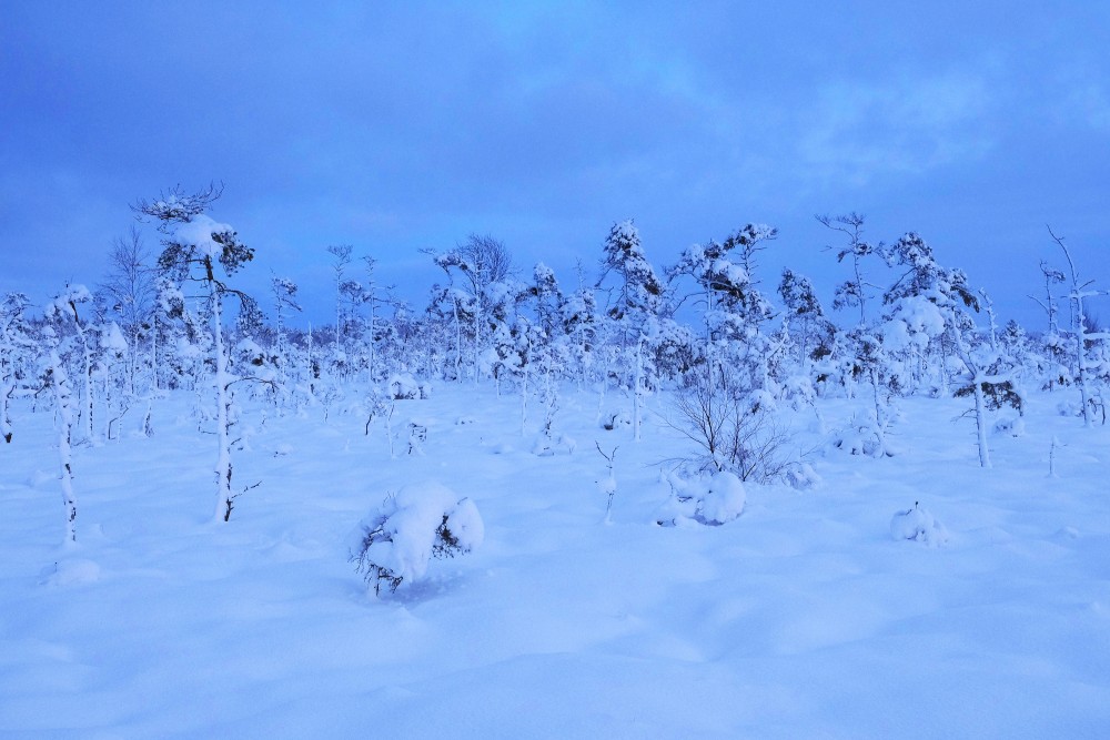 Tīrspurvs Bog In The Winter Evening
