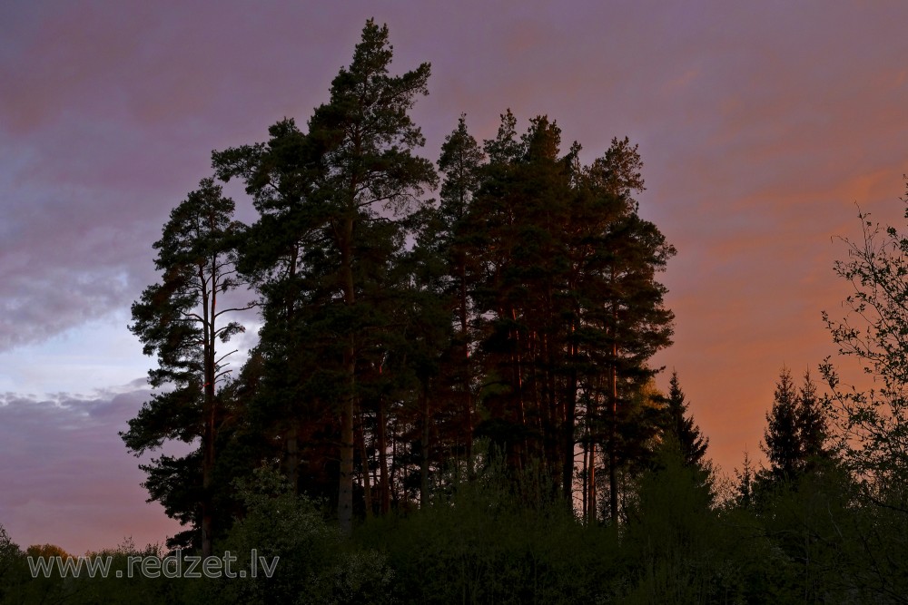 Pine Trees Silhouette, Reddish Cloudy Sky