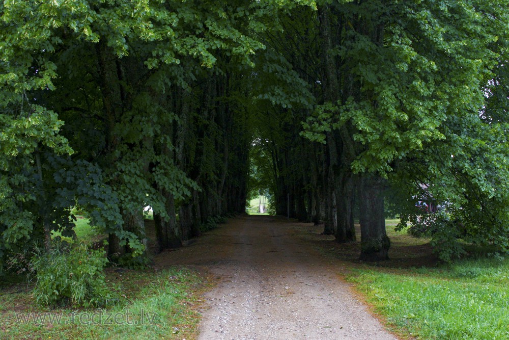 Avenue trees