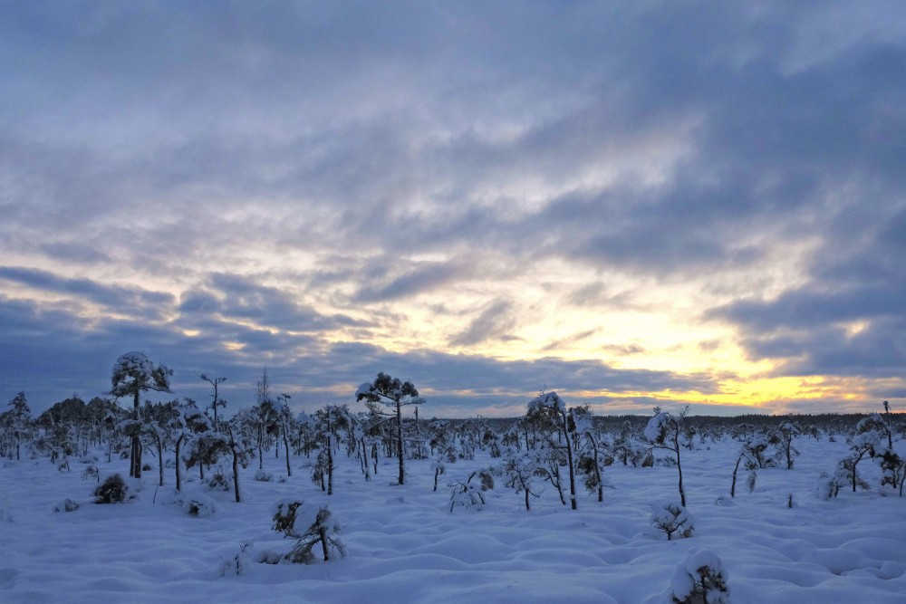 Tīrspurvs Bog In The Winter Evening