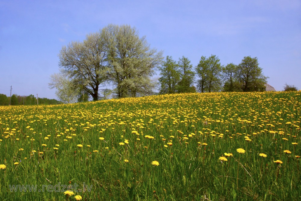 Dandelion In Green Grass