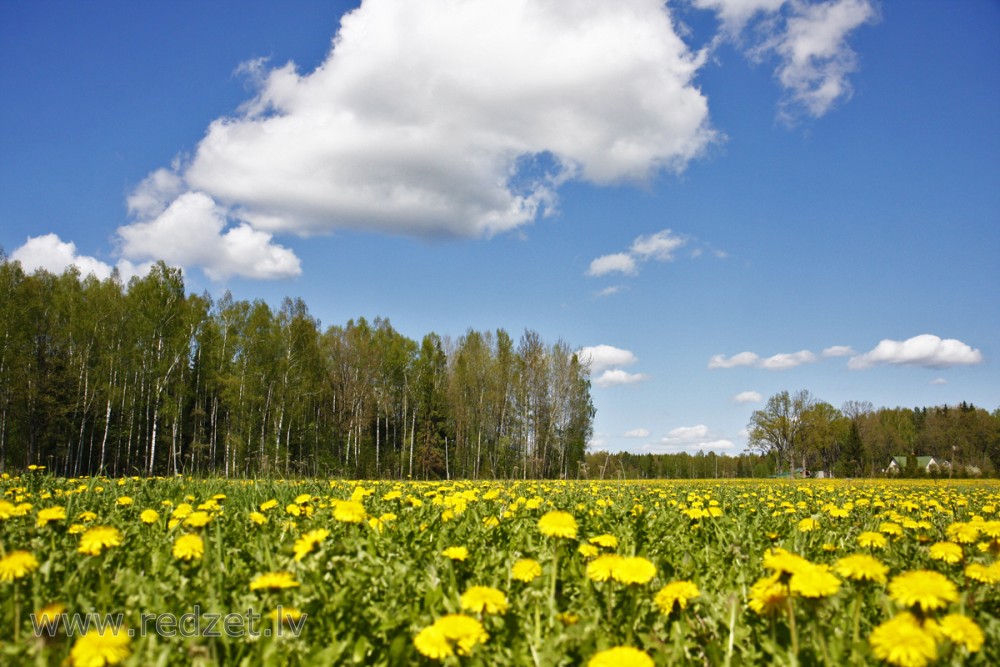 Pieneņu pļava