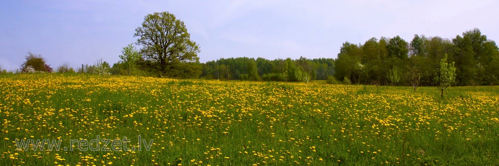 Lauku panorāma ar pienenēm