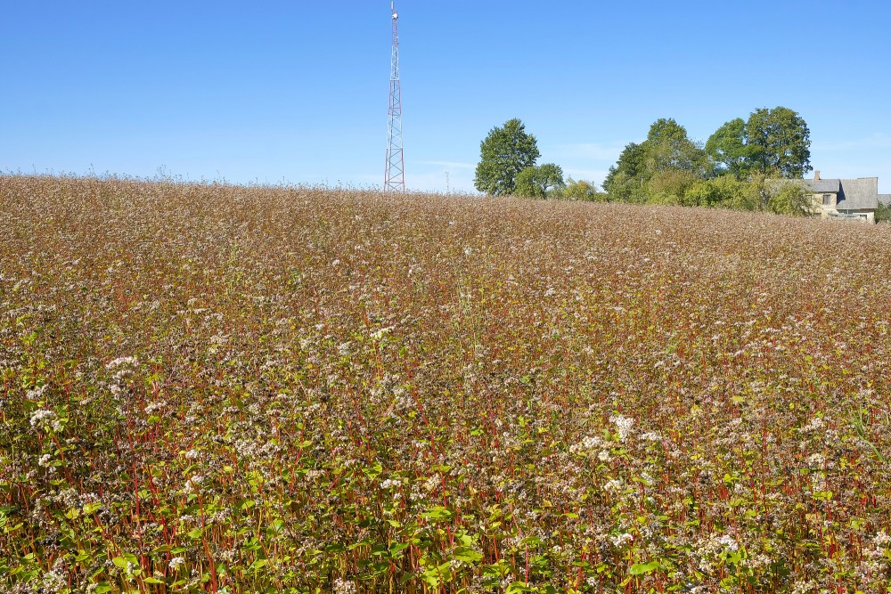 Ainava ar griķu lauku