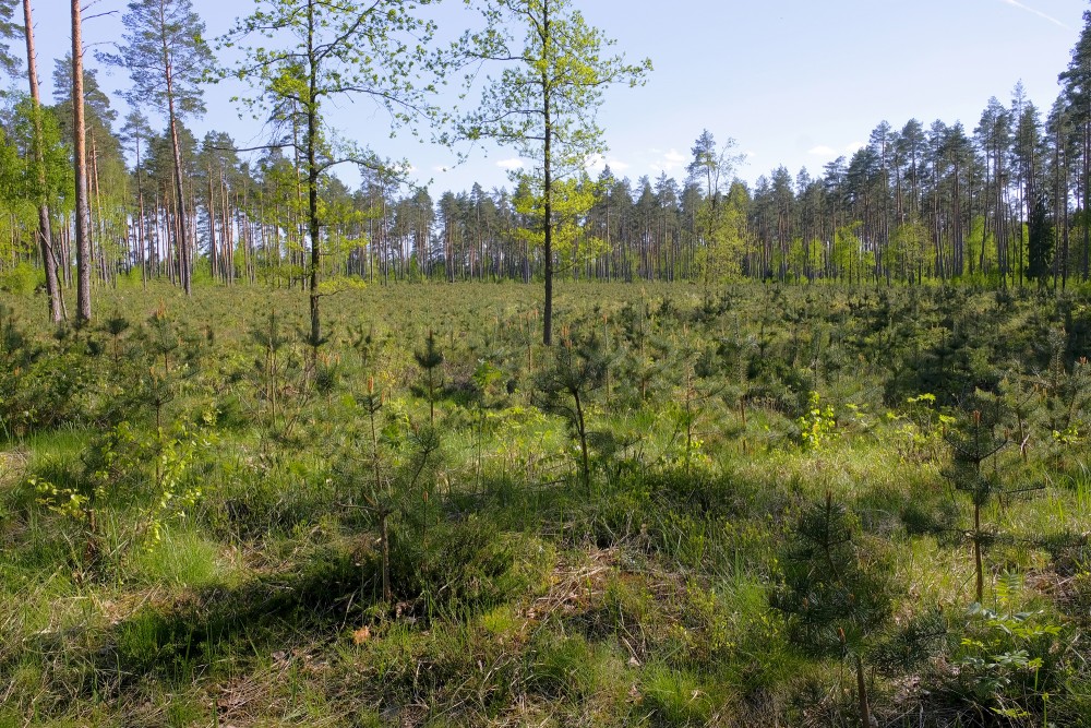 Young Pine Forest