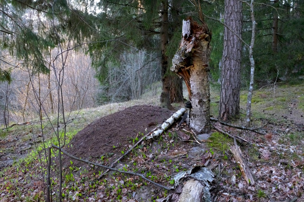 Anthill on a Broken Birch