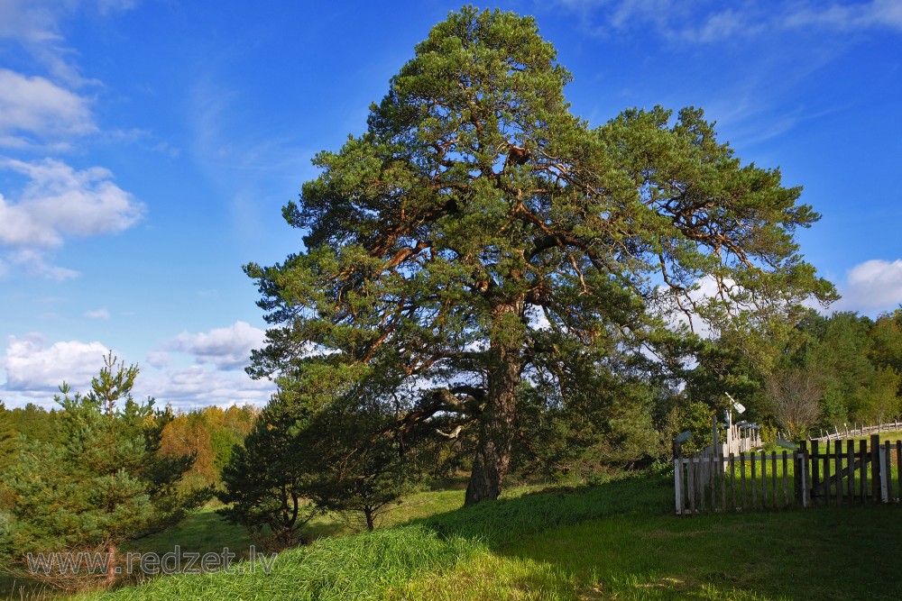 Lonely Pine Tree