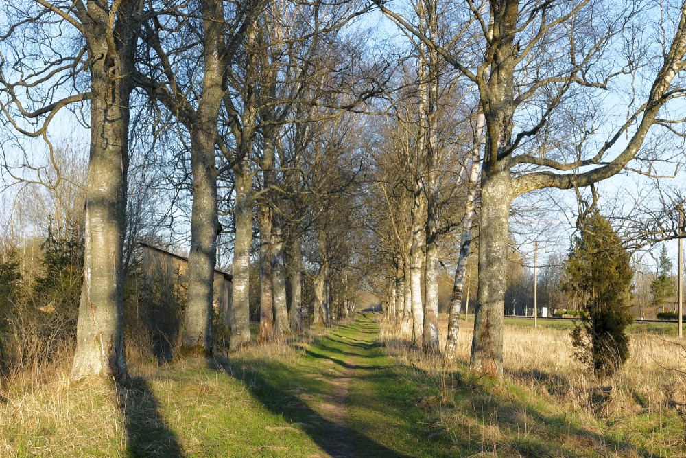 Landscape Of Birch Alley In Spring