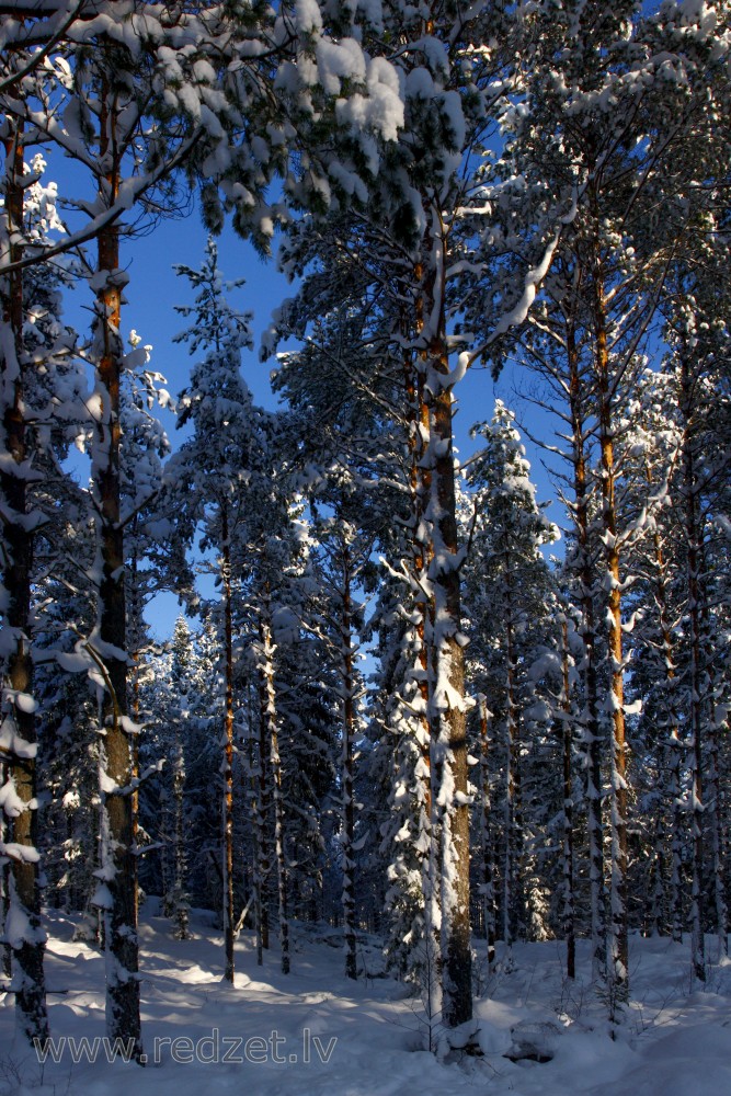 Mežs ziemā