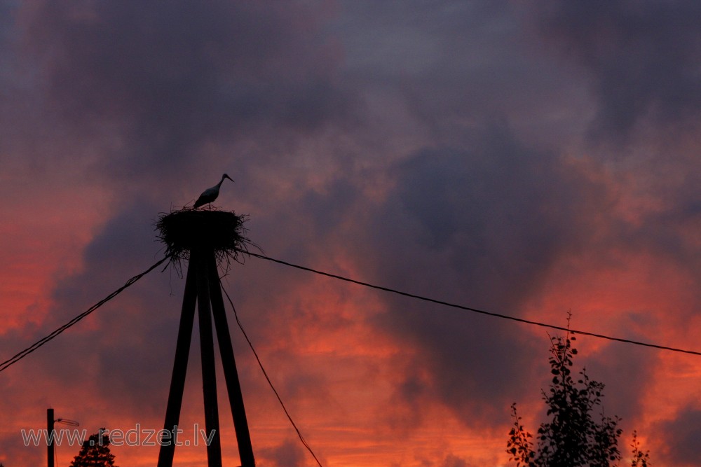 Stork in nest on sunset