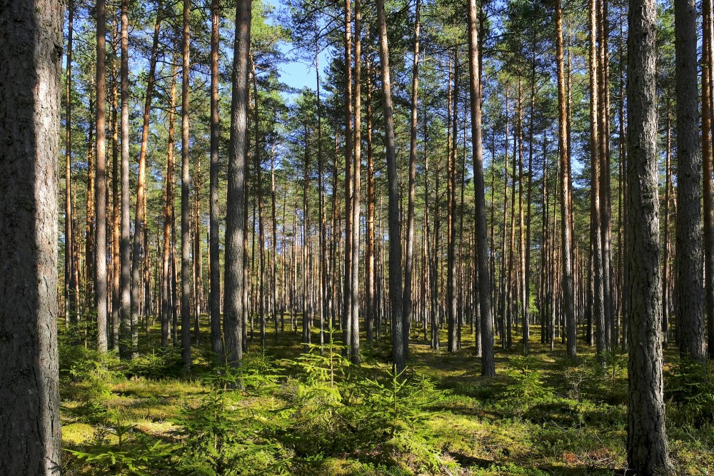 Pine Forest