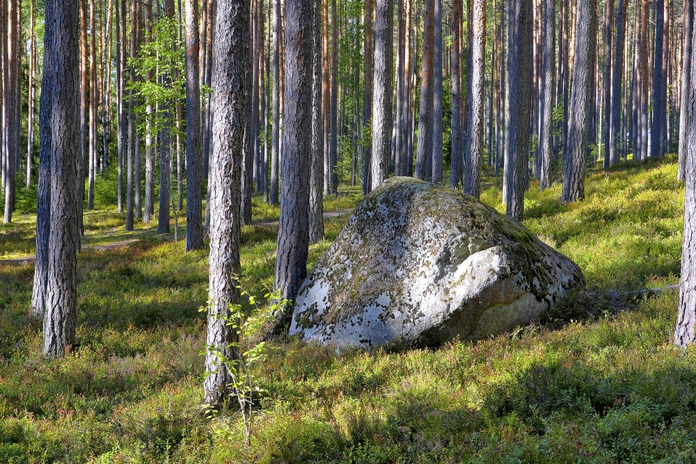 Akmens priežu mežā Akmens priežu mežā