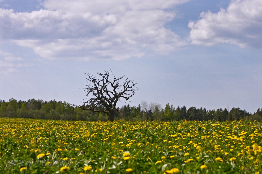 Ozols pieneņu pļavā