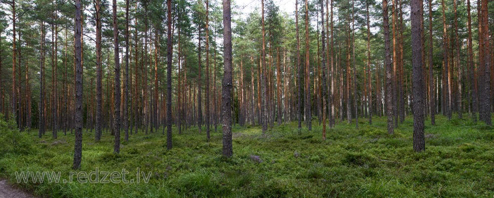 Priežu meža panorāma