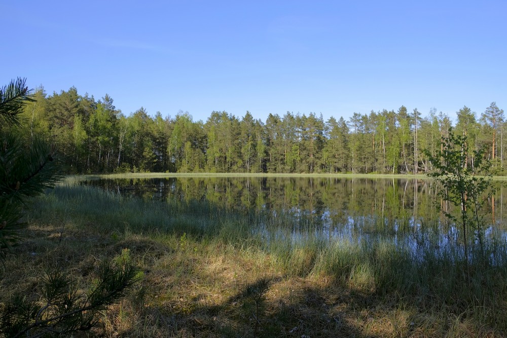 Ezeriņš Medema purvā