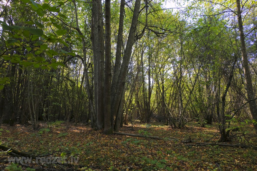 Mežs pie Barona takas Vilces dabas parkā