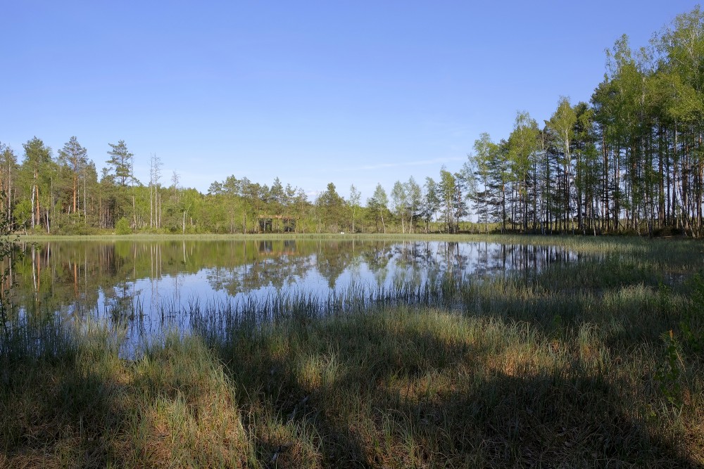 Medema purva ainava ar ezeriņu