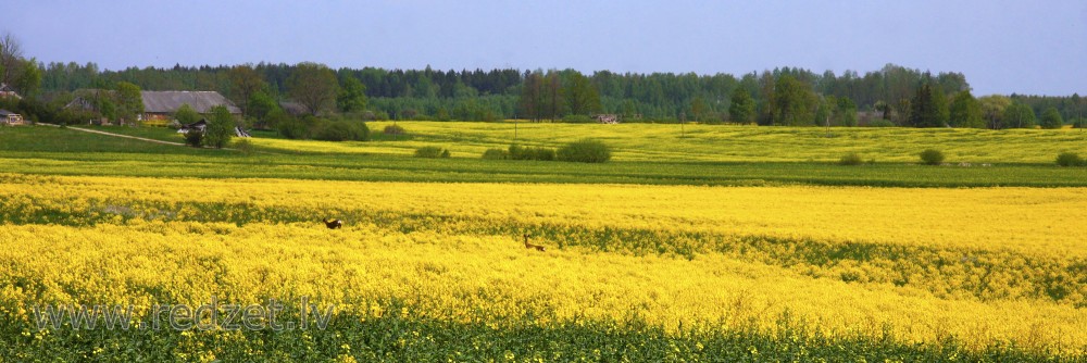Panorāma ar ziedošu rapša lauku