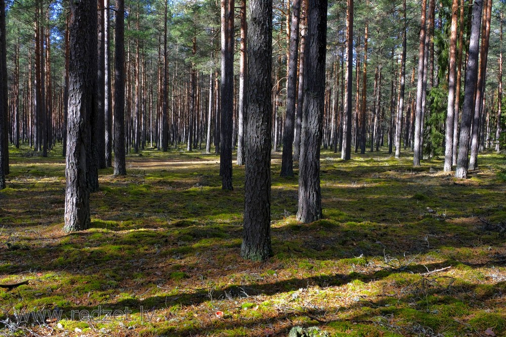 Pinewood in Autumn